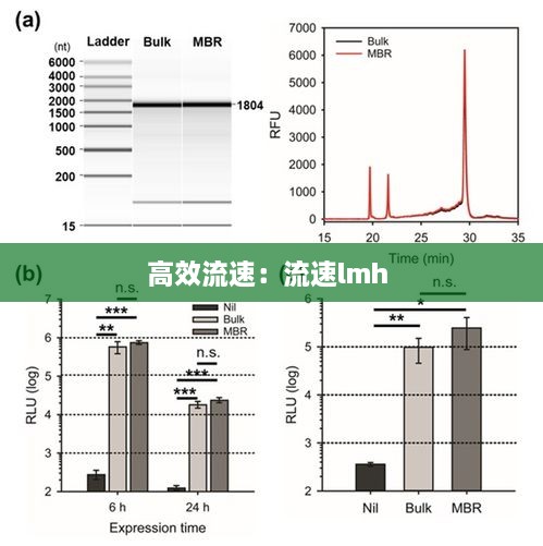 高效流速:流速lmh