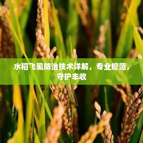 水稻飞虱防治技术详解，专业规范，守护丰收