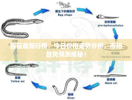 鳗苗最新行情，今日价格走势分析，市场趋势预测揭秘！