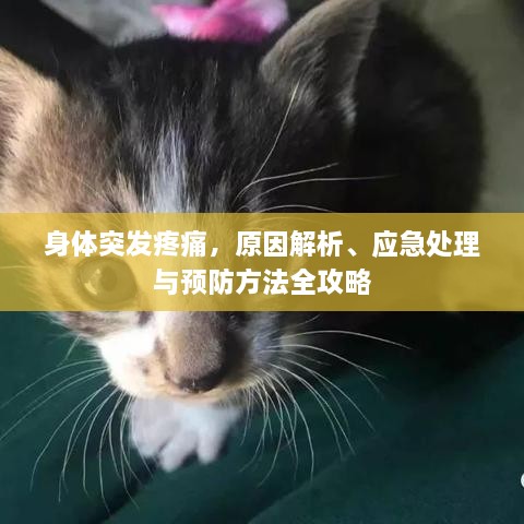 身体突发疼痛，原因解析、应急处理与预防方法全攻略