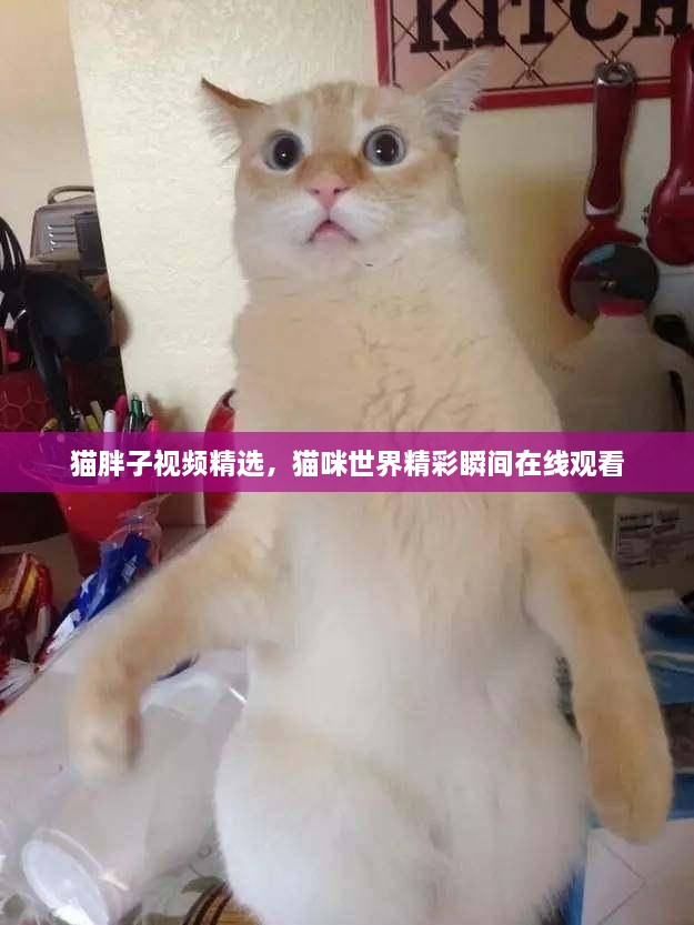 猫胖子视频精选，猫咪世界精彩瞬间在线观看