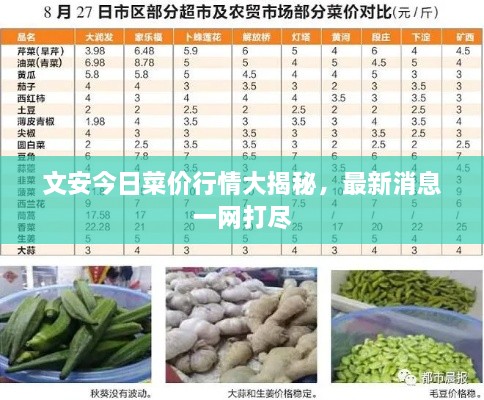 文安今日菜价行情大揭秘，最新消息一网打尽
