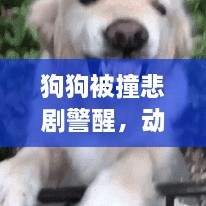 狗狗被撞悲剧警醒，动物安全需引起高度重视