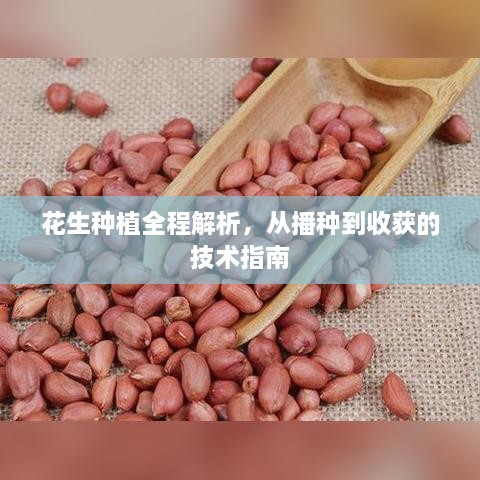 花生种植全程解析，从播种到收获的技术指南