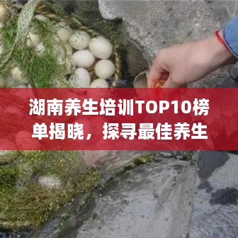 湖南养生培训TOP10榜单揭晓，探寻最佳养生秘诀！